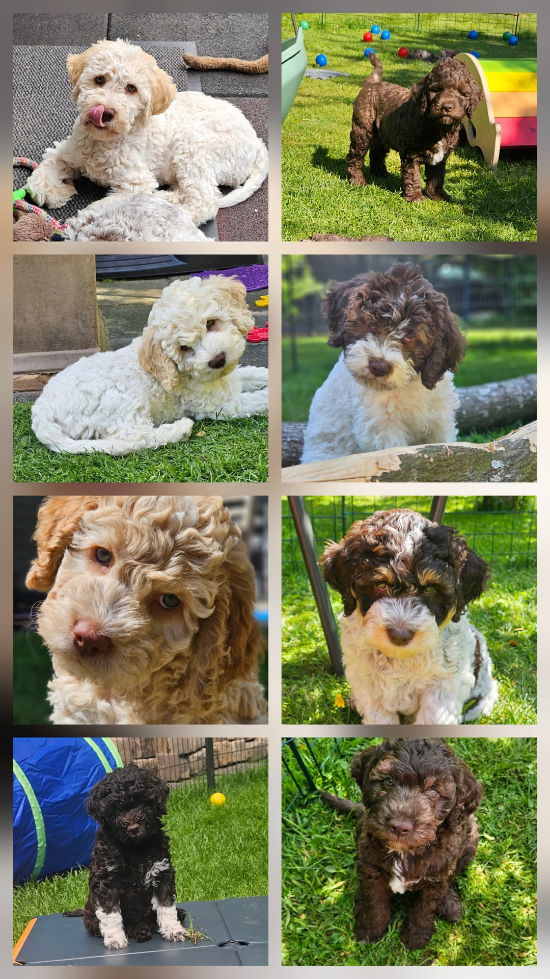 Lagotto Romagnolo bei Pari Passu